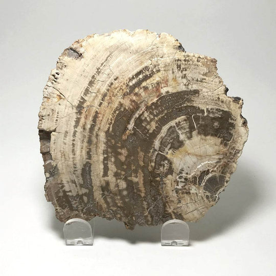 Araucaria Petrified Wood Slice-Rocks and Gems Canada
