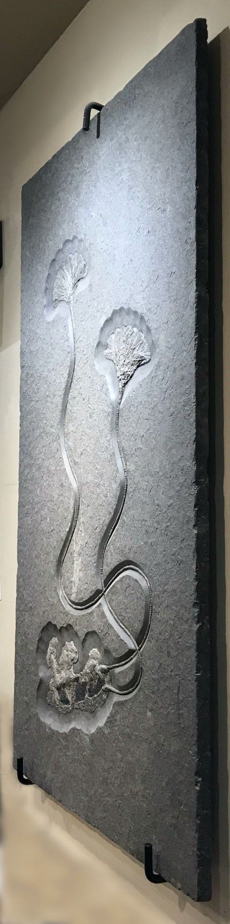 Fossil Crinoids - Rocks and Gems Canada