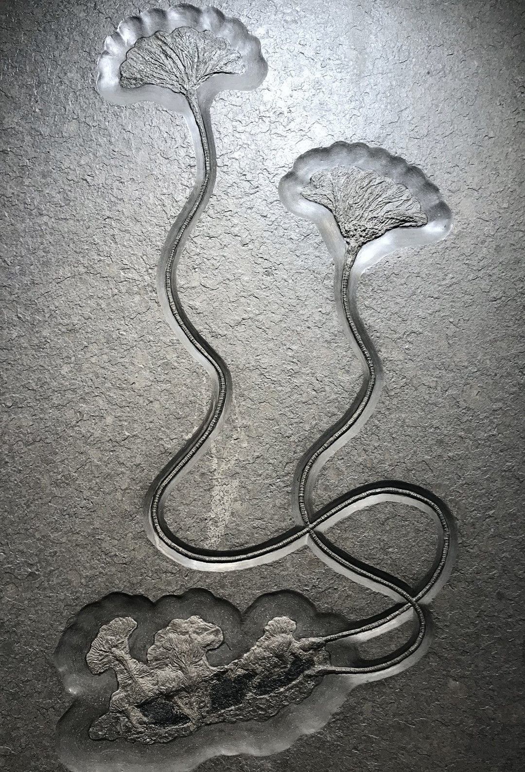 Fossil Crinoids - Rocks and Gems Canada