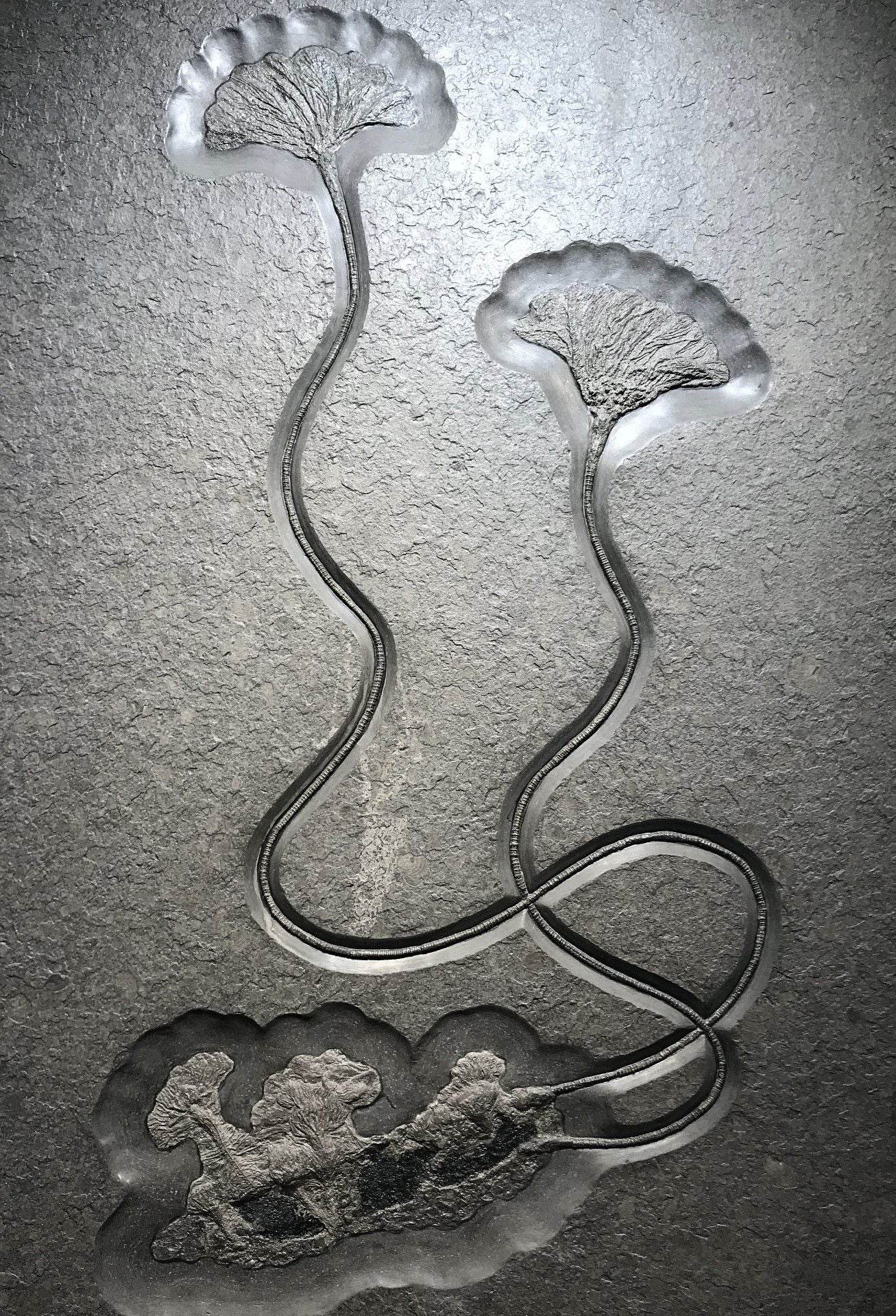 Fossil Crinoids - Rocks and Gems Canada
