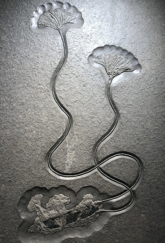 Fossil Crinoids - Rocks and Gems Canada