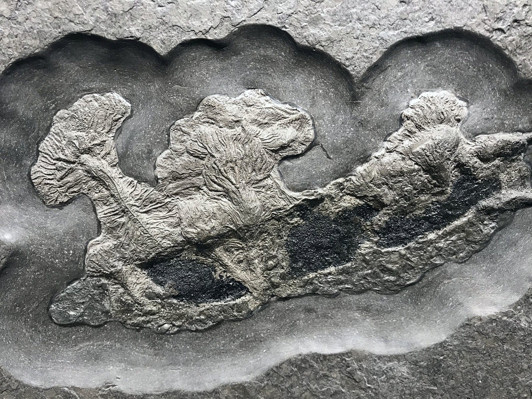 Fossil Crinoids - Rocks and Gems Canada