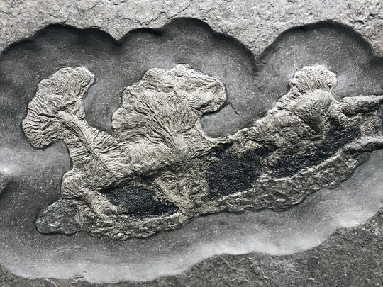 Fossil Crinoids - Rocks and Gems Canada