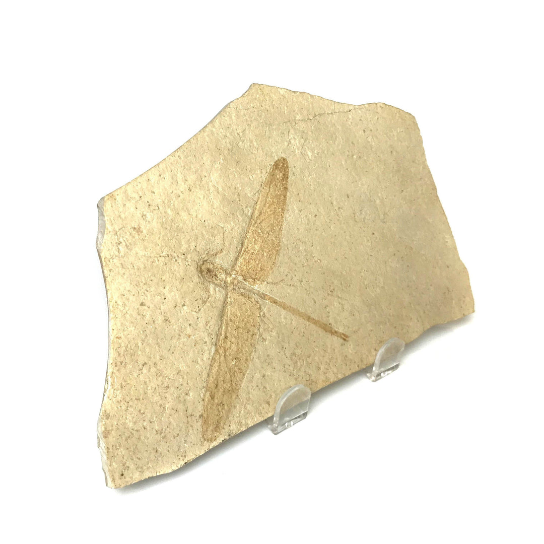 Dragonfly Fossil-Rocks and Gems Canada
