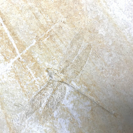 Dragonfly Fossil-Rocks and Gems Canada