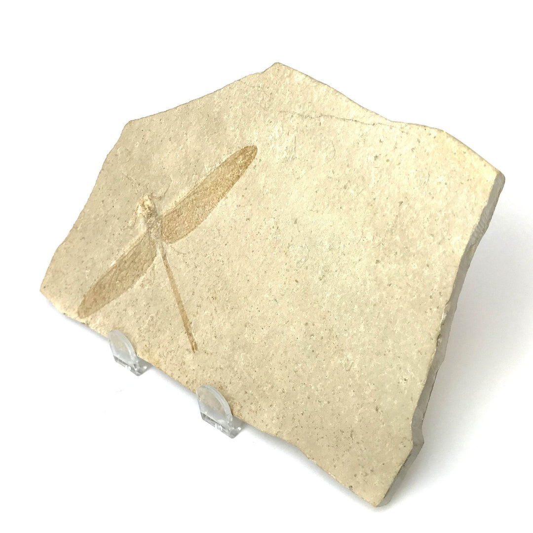 Dragonfly Fossil-Rocks and Gems Canada