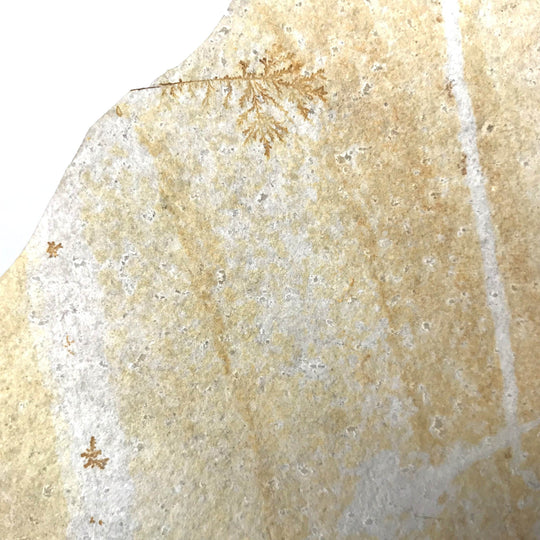 Dragonfly Fossil-Rocks and Gems Canada