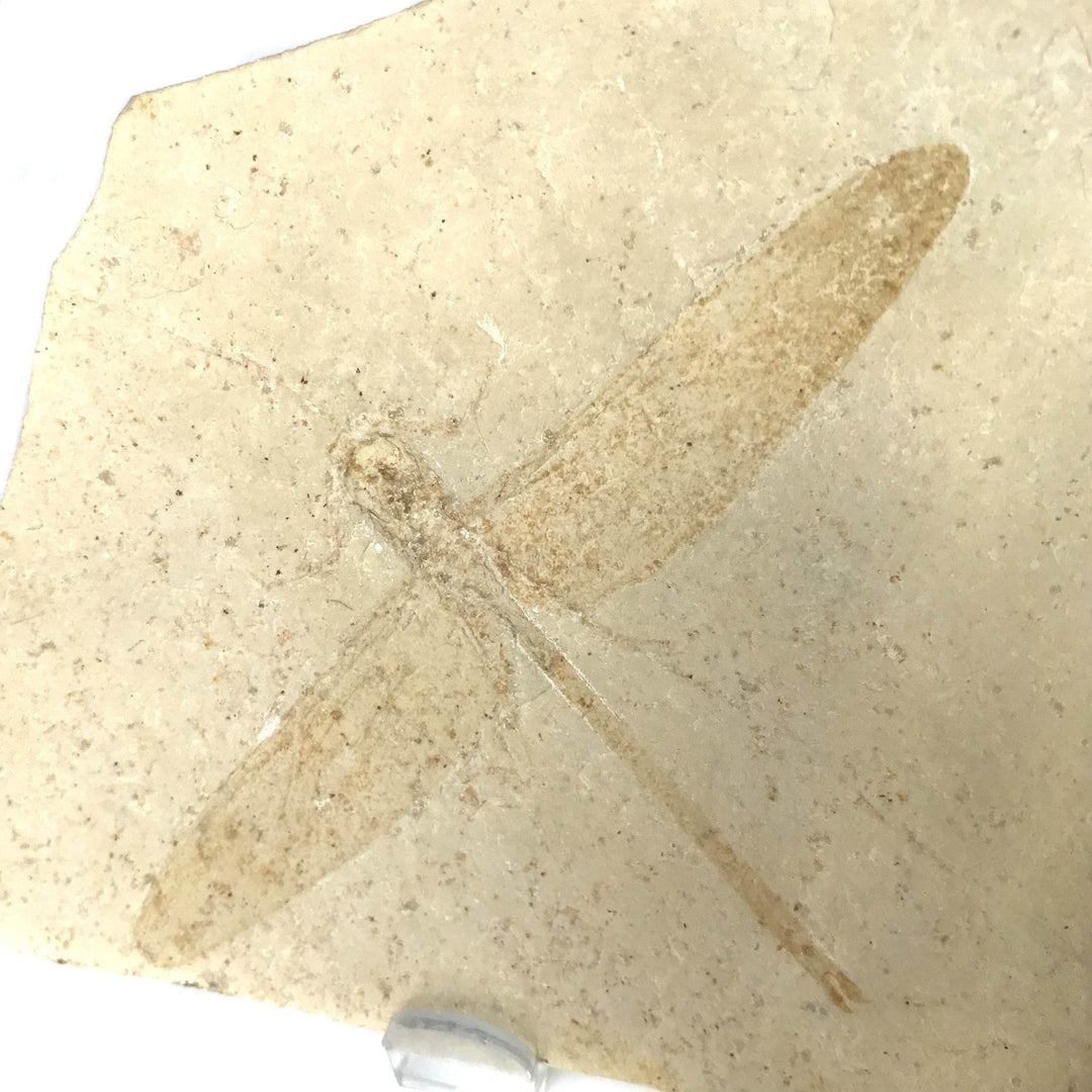 Dragonfly Fossil-Rocks and Gems Canada