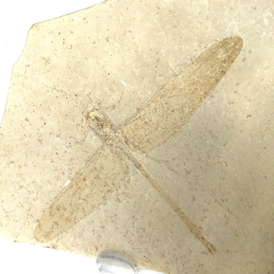 Dragonfly Fossil-Rocks and Gems Canada
