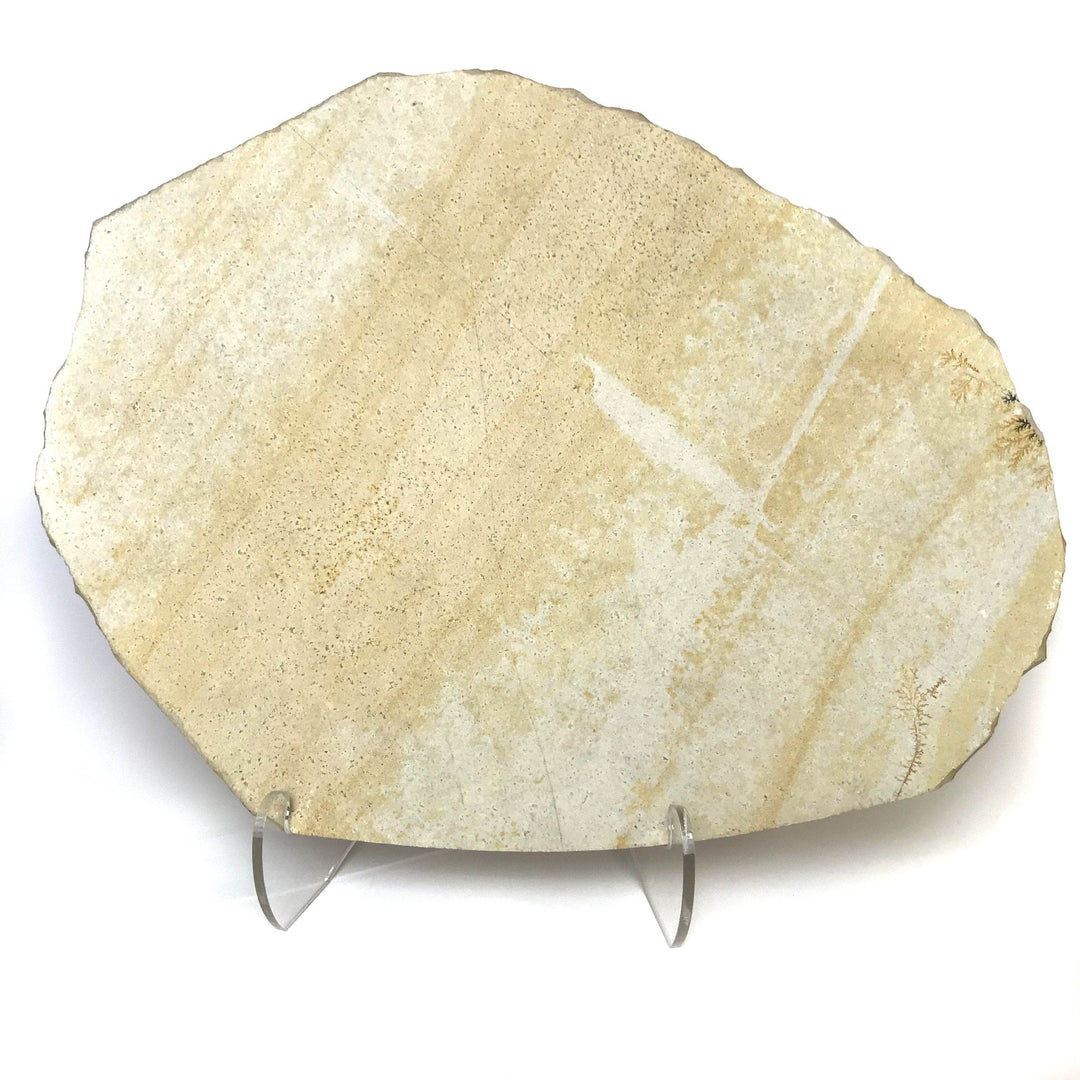 Dragonfly Fossil-Rocks and Gems Canada