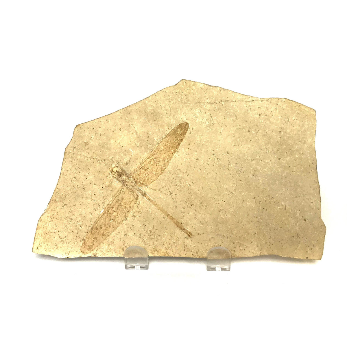 Dragonfly Fossil-Rocks and Gems Canada