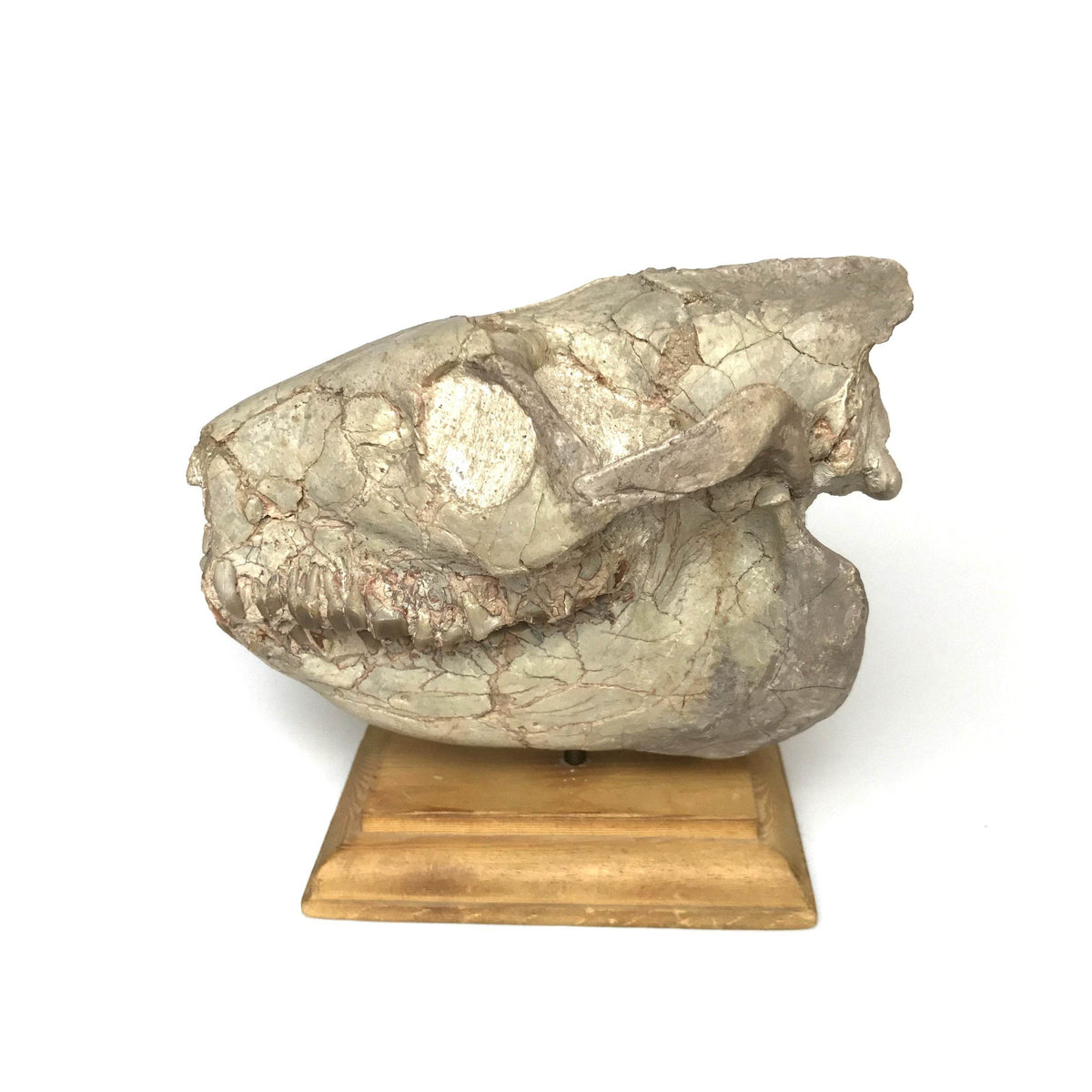 Fossilized Oreodon Skull Specimen-Rocks and Gems Canada