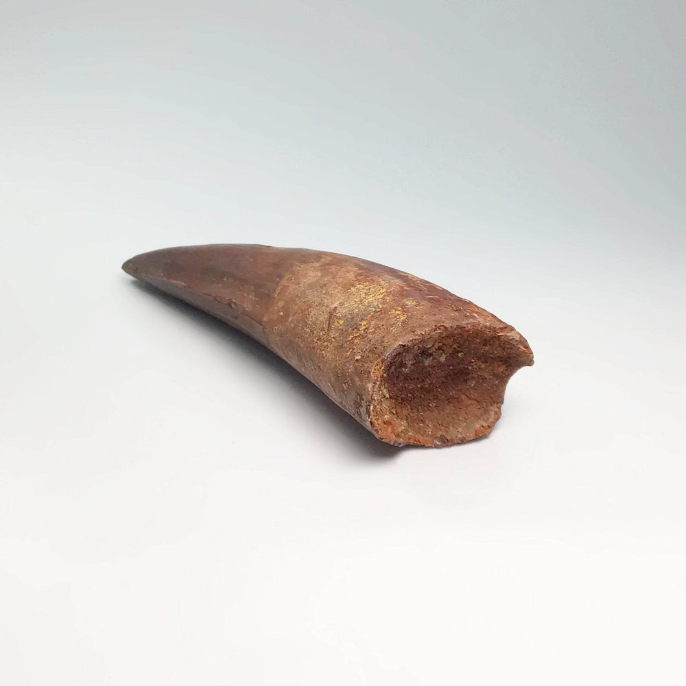 Fossilized Spinosaurus Tooth Specimen-Rocks and Gems Canada