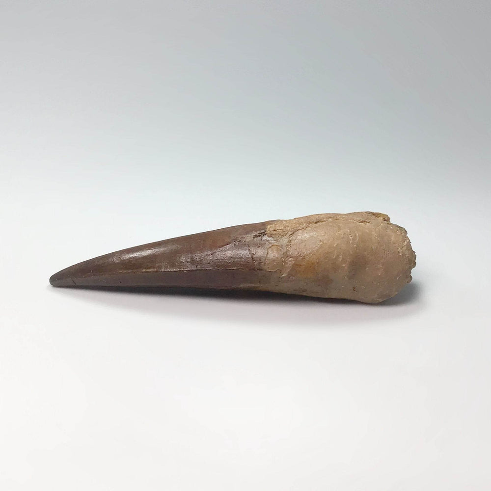 Fossilized Spinosaurus Tooth Specimen-Rocks and Gems Canada