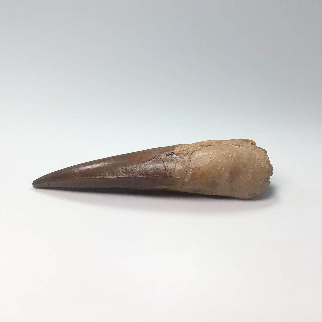 Fossilized Spinosaurus Tooth Specimen-Rocks and Gems Canada