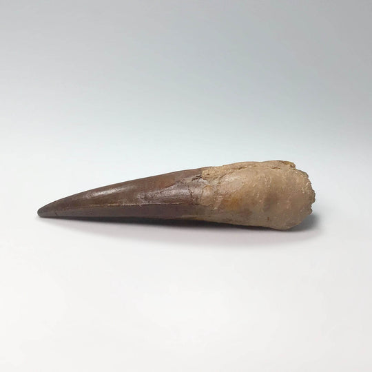 Fossilized Spinosaurus Tooth Specimen-Rocks and Gems Canada