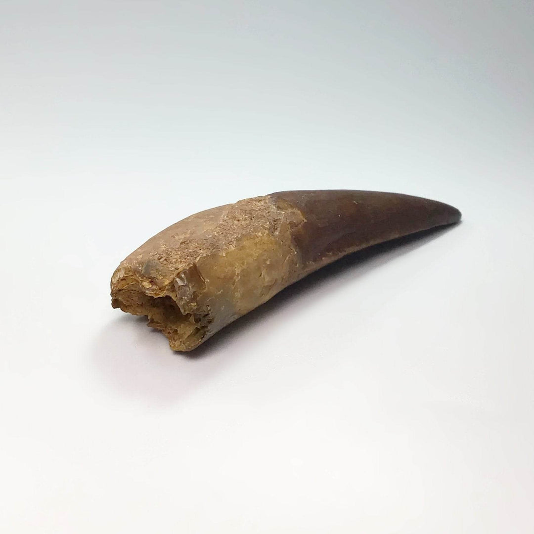 Fossilized Spinosaurus Tooth Specimen-Rocks and Gems Canada