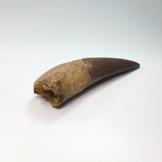 Fossilized Spinosaurus Tooth Specimen-Rocks and Gems Canada