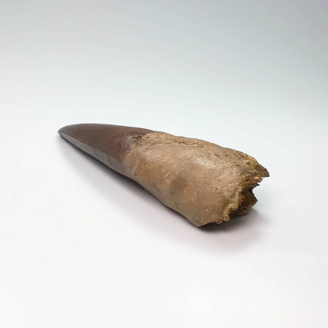 Fossilized Spinosaurus Tooth Specimen-Rocks and Gems Canada