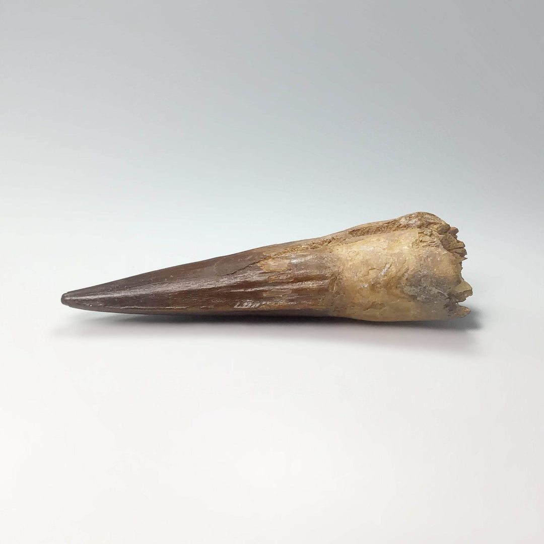 Fossilized Spinosaurus Tooth Specimen-Rocks and Gems Canada
