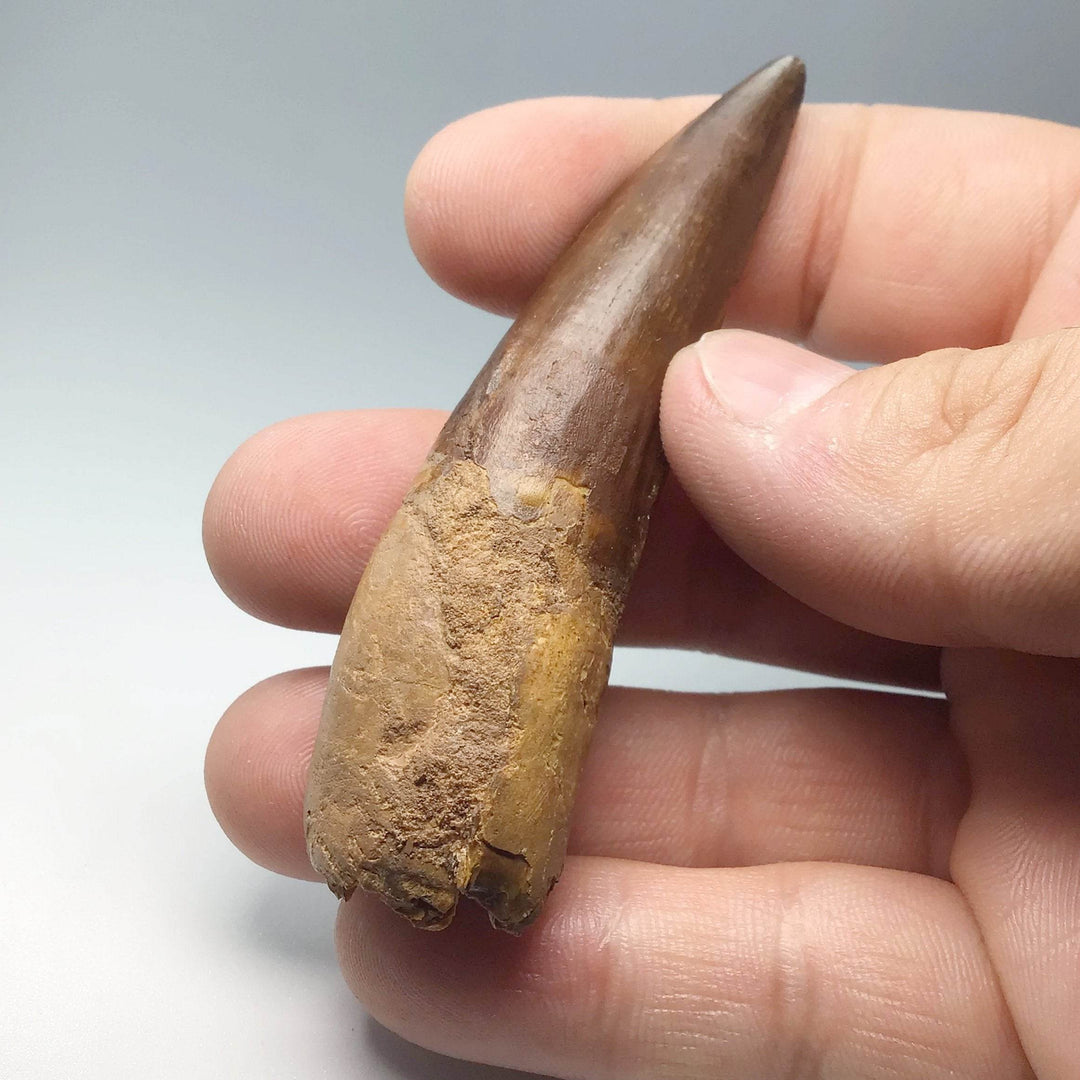 Fossilized Spinosaurus Tooth Specimen-Rocks and Gems Canada
