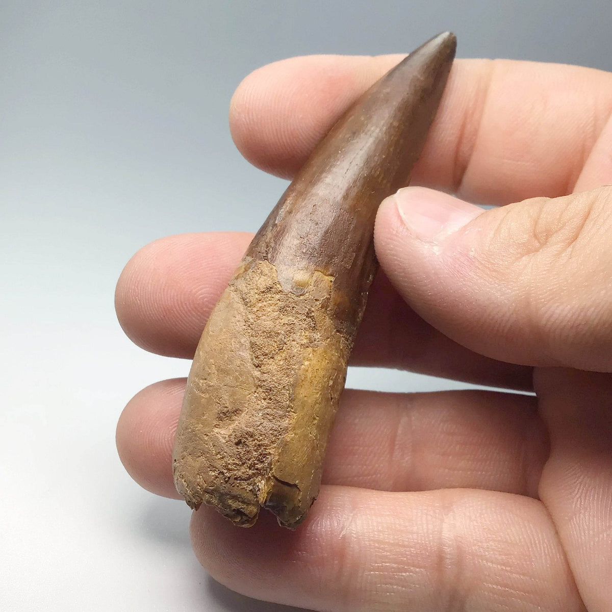 Fossilized Spinosaurus Tooth Specimen-Rocks and Gems Canada