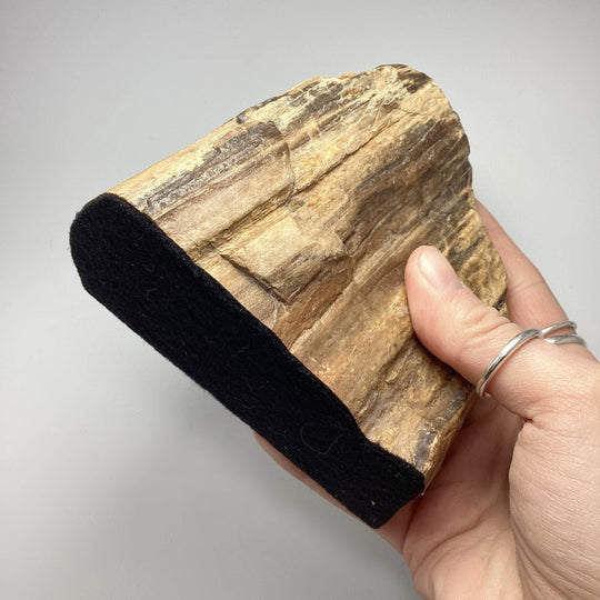 Petrified Wood Stand Up-Rocks and Gems Canada