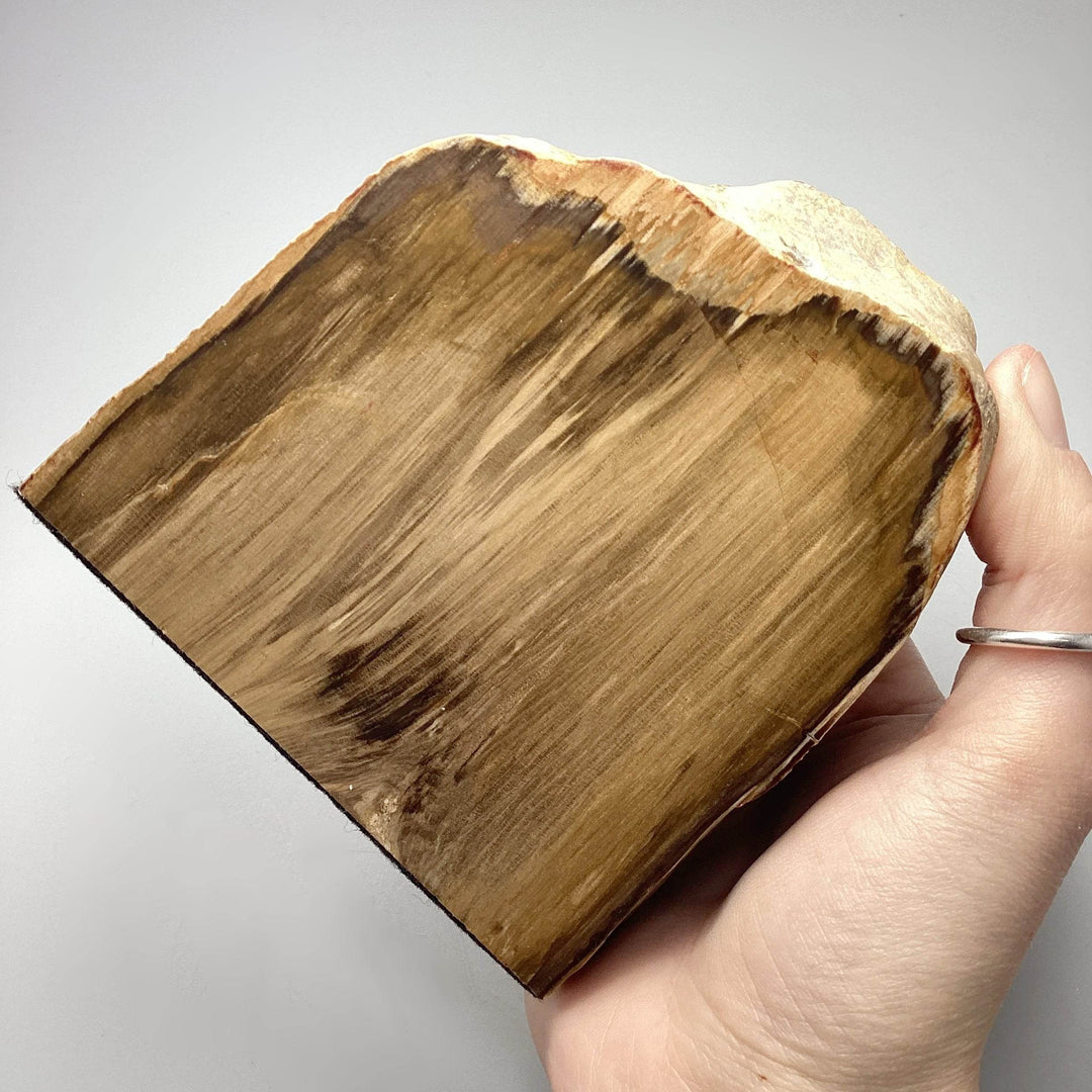 Petrified Wood Stand Up-Rocks and Gems Canada
