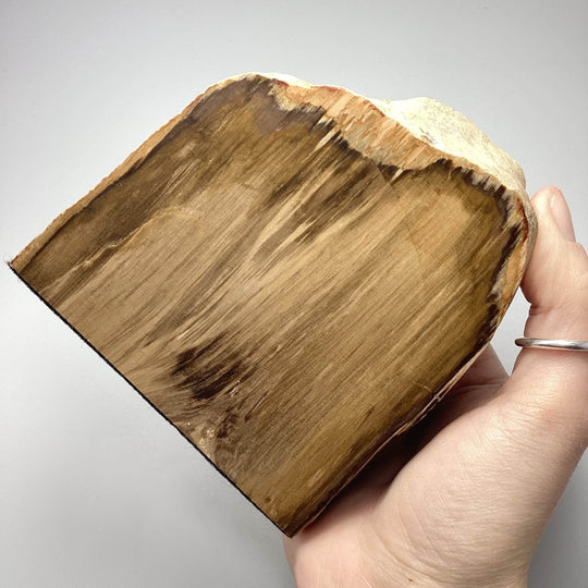 Petrified Wood Stand Up-Rocks and Gems Canada