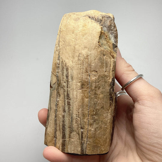 Petrified Wood Stand Up-Rocks and Gems Canada