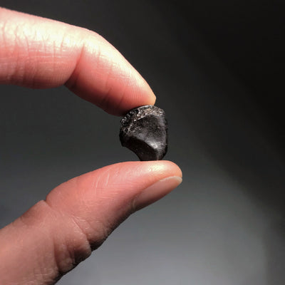 Sikhote-Alin Meteorite at $79