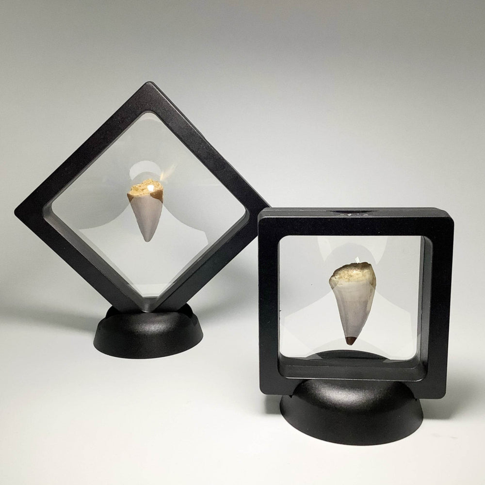 Plastic Display Box-Rocks and Gems Canada