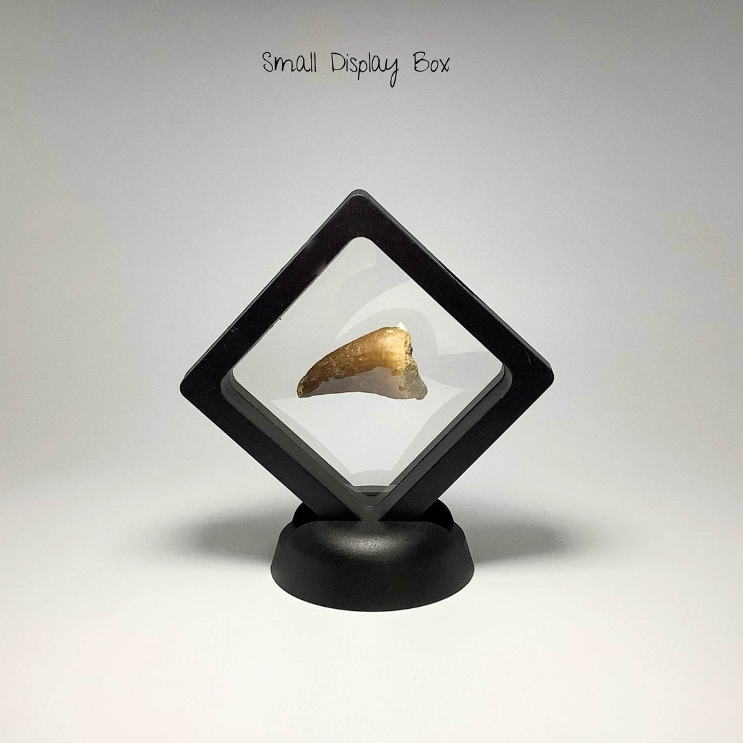 Plastic Display Box-Rocks and Gems Canada