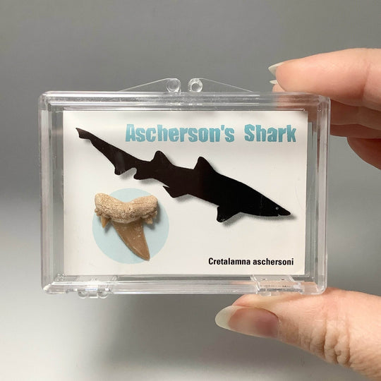 Small Fossilized Shark Tooth Kit-Rocks and Gems Canada