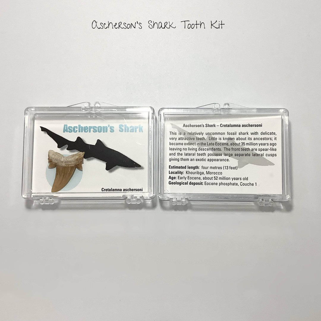 Small Fossilized Shark Tooth Kit-Rocks and Gems Canada