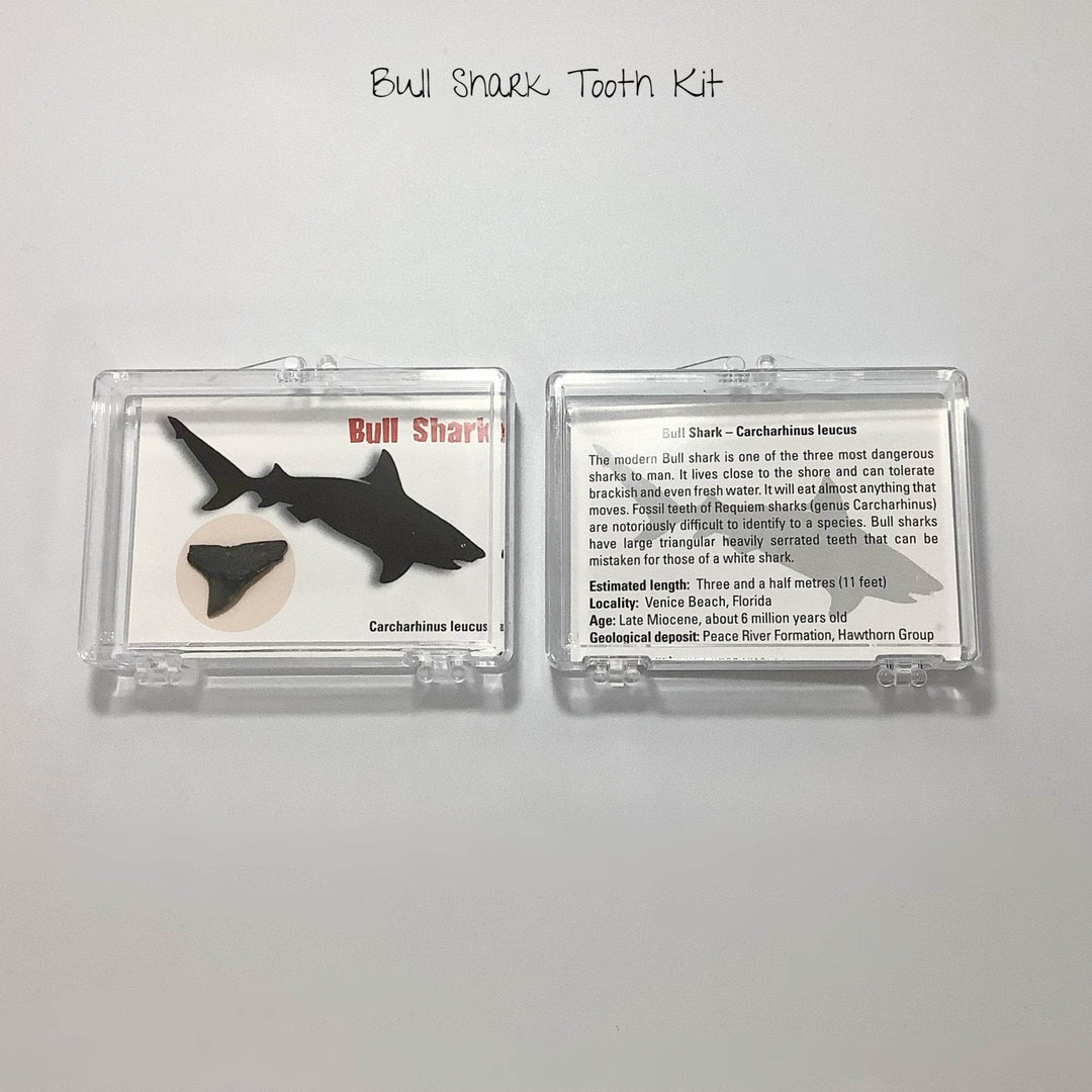 Small Fossilized Shark Tooth Kit-Rocks and Gems Canada
