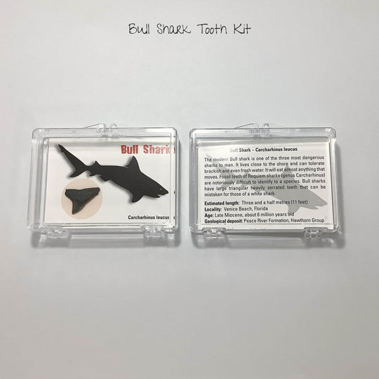 Small Fossilized Shark Tooth Kit-Rocks and Gems Canada