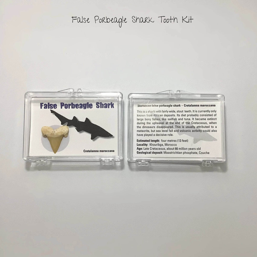 Small Fossilized Shark Tooth Kit-Rocks and Gems Canada