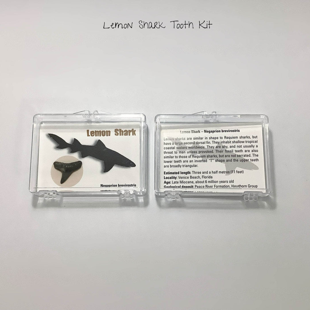 Small Fossilized Shark Tooth Kit-Rocks and Gems Canada