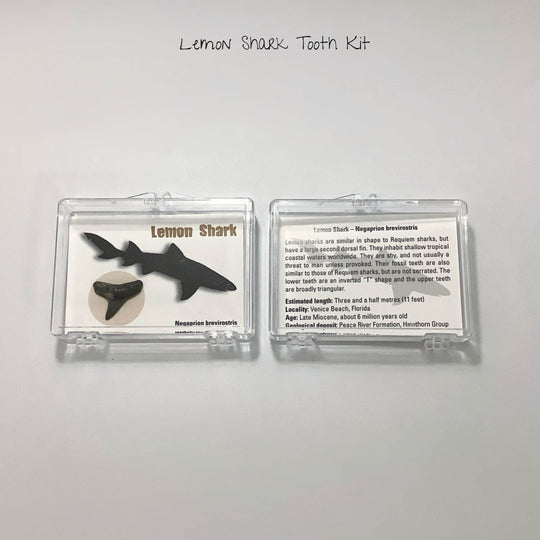 Small Fossilized Shark Tooth Kit-Rocks and Gems Canada