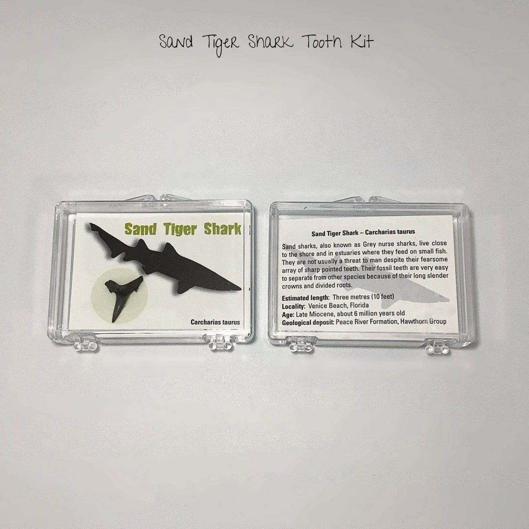 Small Fossilized Shark Tooth Kit-Rocks and Gems Canada
