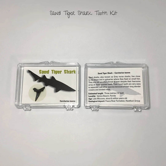 Small Fossilized Shark Tooth Kit-Rocks and Gems Canada