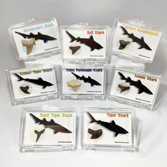 Small Fossilized Shark Tooth Kit-Rocks and Gems Canada