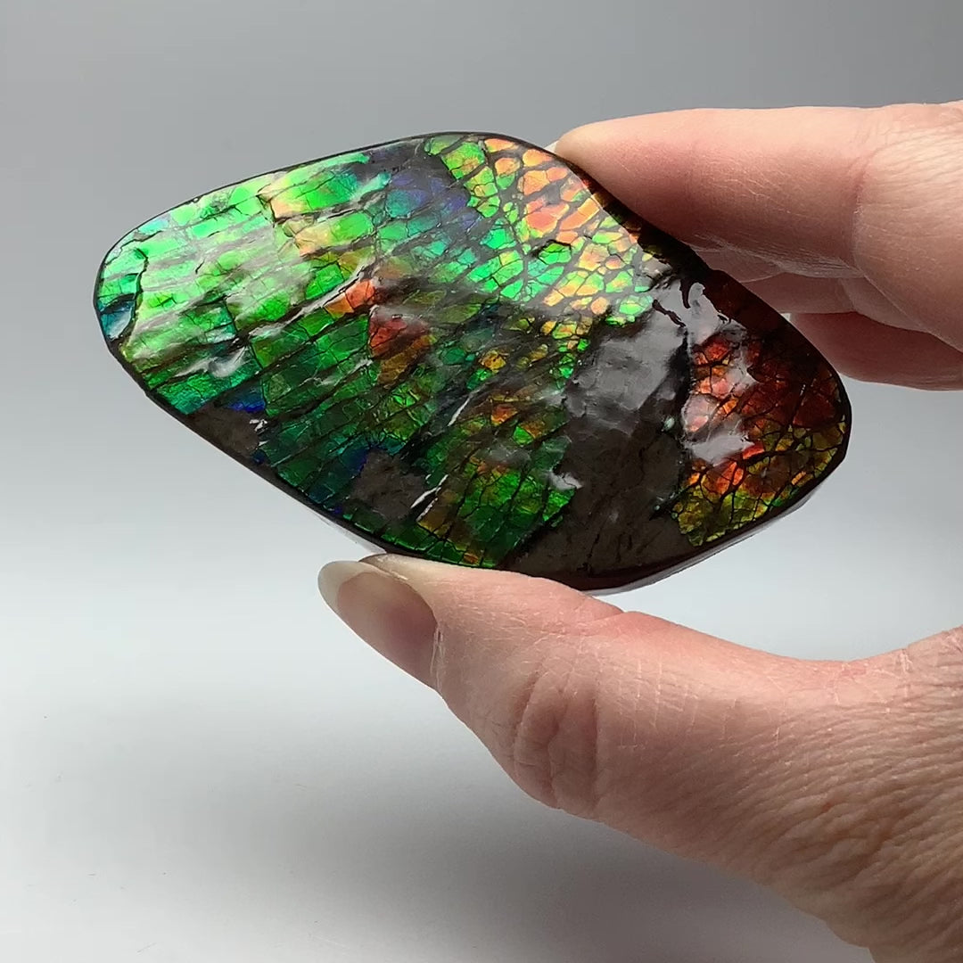 Ammolite Specimen