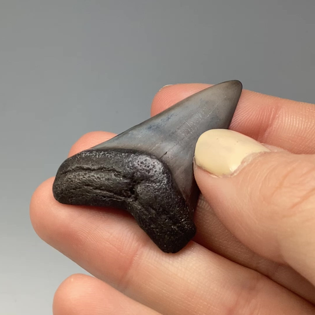 Fossilized Shark Tooth Specimen: Great White Shark