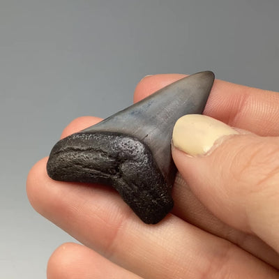 Fossilized Shark Tooth Specimen: Great White Shark
