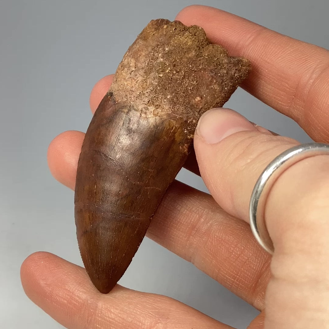 Fossilized Carcharodontosaurus Dinosaur Tooth Specimen