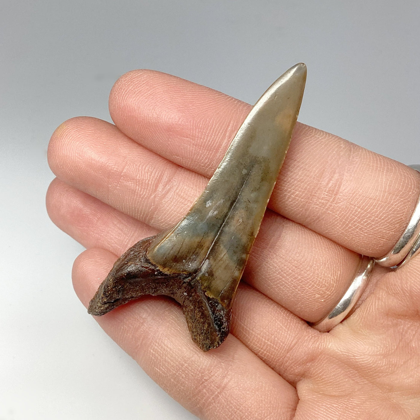 Fossilized Shark Tooth Specimen: Mako