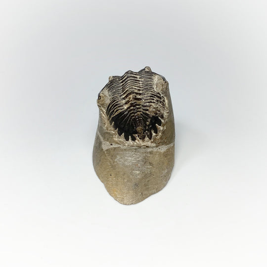 Trilobite Hollardops Fossil