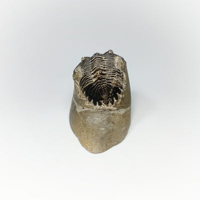 Trilobite Hollardops Fossil